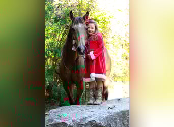 American Quarter Horse, Ruin, 14 Jaar, 155 cm, Buckskin