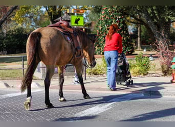 American Quarter Horse, Ruin, 14 Jaar, 155 cm, Buckskin