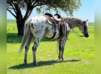 American Quarter Horse, Ruin, 14 Jaar, 155 cm, Donkere-vos