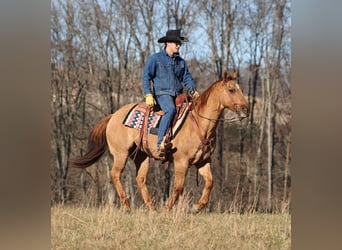 American Quarter Horse, Ruin, 14 Jaar, 155 cm, Falbe