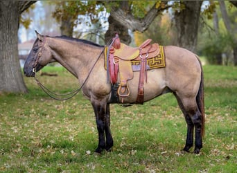 American Quarter Horse, Ruin, 14 Jaar, 155 cm, Grullo