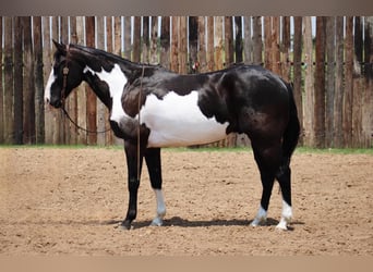 American Quarter Horse, Ruin, 14 Jaar, 155 cm, Overo-alle-kleuren