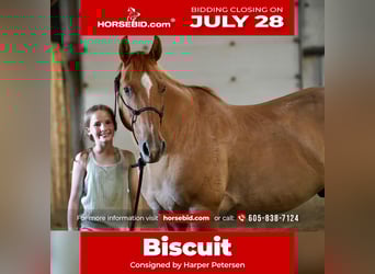 American Quarter Horse, Ruin, 14 Jaar, 155 cm, Red Dun