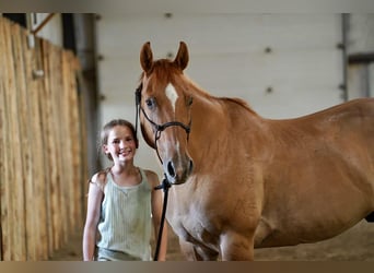 American Quarter Horse, Ruin, 14 Jaar, 155 cm, Red Dun