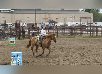 American Quarter Horse, Ruin, 14 Jaar, 155 cm, Red Dun