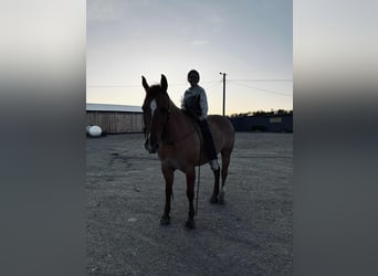 American Quarter Horse, Ruin, 14 Jaar, 155 cm, Red Dun