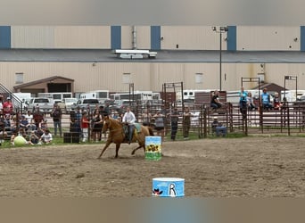American Quarter Horse, Ruin, 14 Jaar, 155 cm, Red Dun