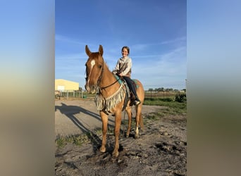 American Quarter Horse, Ruin, 14 Jaar, 155 cm, Red Dun