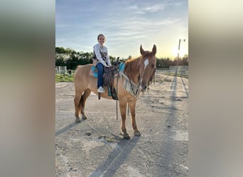 American Quarter Horse, Ruin, 14 Jaar, 155 cm, Red Dun