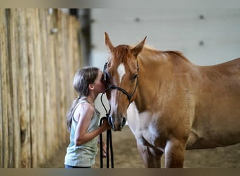 American Quarter Horse, Ruin, 14 Jaar, 155 cm, Red Dun