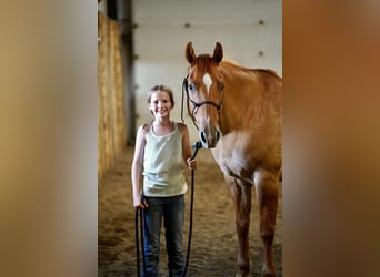American Quarter Horse, Ruin, 14 Jaar, 155 cm, Red Dun