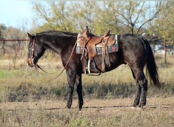 American Quarter Horse, Ruin, 14 Jaar, 155 cm, Roan-Bay
