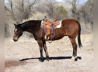 American Quarter Horse, Ruin, 14 Jaar, 155 cm, Roodbruin