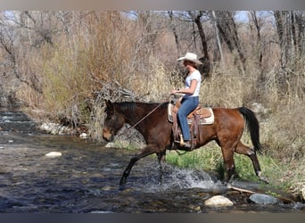 American Quarter Horse, Ruin, 14 Jaar, 155 cm, Roodbruin