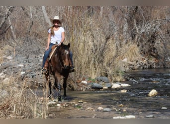 American Quarter Horse, Ruin, 14 Jaar, 155 cm, Roodbruin