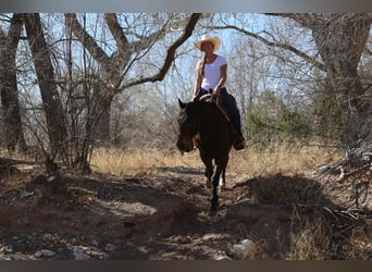 American Quarter Horse, Ruin, 14 Jaar, 155 cm, Roodbruin