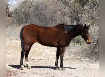 American Quarter Horse, Ruin, 14 Jaar, 155 cm, Roodbruin