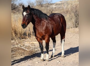 American Quarter Horse, Ruin, 14 Jaar, 155 cm, Roodbruin