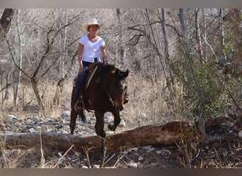 American Quarter Horse, Ruin, 14 Jaar, 155 cm, Roodbruin