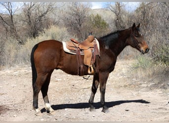 American Quarter Horse, Ruin, 14 Jaar, 155 cm, Roodbruin