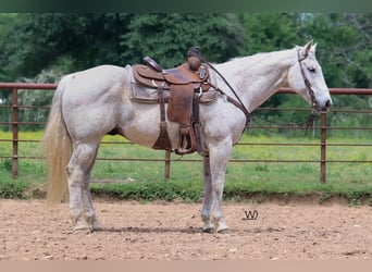 American Quarter Horse, Ruin, 14 Jaar, 155 cm, Schimmel