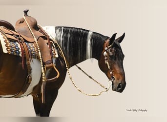 American Quarter Horse, Ruin, 14 Jaar, 155 cm, Tobiano-alle-kleuren
