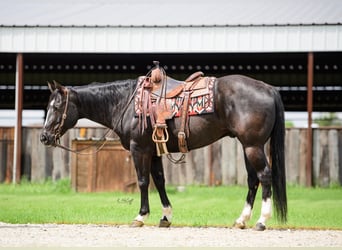 American Quarter Horse, Ruin, 14 Jaar, 155 cm, Zwart