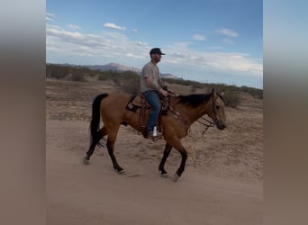 American Quarter Horse, Ruin, 14 Jaar, 157 cm, Buckskin