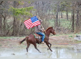 American Quarter Horse, Ruin, 14 Jaar, 157 cm, Donkere-vos