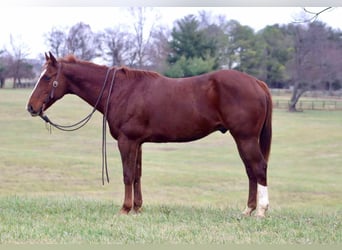 American Quarter Horse, Ruin, 14 Jaar, 157 cm, Donkere-vos