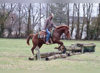 American Quarter Horse, Ruin, 14 Jaar, 157 cm, Donkere-vos