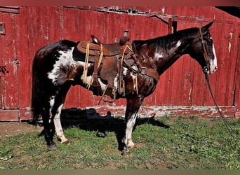 American Quarter Horse, Ruin, 14 Jaar, 157 cm, Overo-alle-kleuren