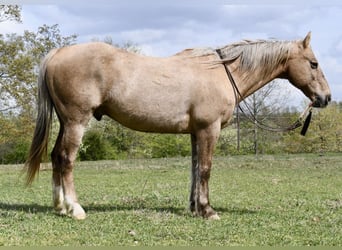 American Quarter Horse, Ruin, 14 Jaar, 157 cm, Palomino