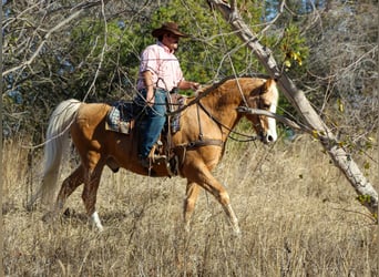 American Quarter Horse, Ruin, 14 Jaar, 157 cm, Palomino