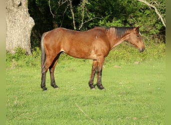American Quarter Horse, Ruin, 14 Jaar, 157 cm, Roan-Bay