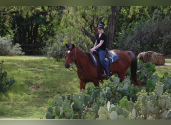 American Quarter Horse, Ruin, 14 Jaar, 157 cm, Roan-Bay