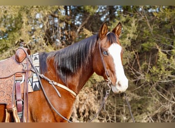 American Quarter Horse, Ruin, 14 Jaar, 157 cm, Roodbruin