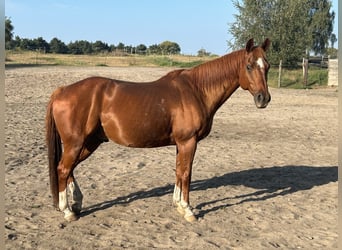 American Quarter Horse, Ruin, 14 Jaar, 158 cm, Vos