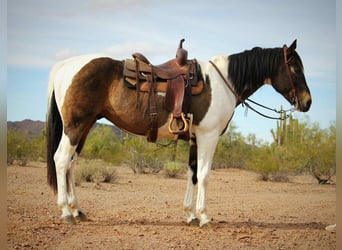 American Quarter Horse, Ruin, 14 Jaar, 160 cm, Buckskin