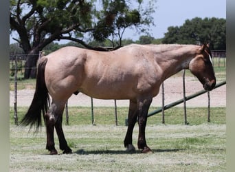 American Quarter Horse, Ruin, 14 Jaar, 160 cm, Grullo
