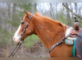 American Quarter Horse, Ruin, 14 Jaar, 160 cm, Overo-alle-kleuren