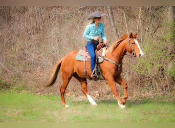 American Quarter Horse, Ruin, 14 Jaar, 160 cm, Overo-alle-kleuren