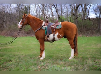 American Quarter Horse, Ruin, 14 Jaar, 160 cm, Overo-alle-kleuren