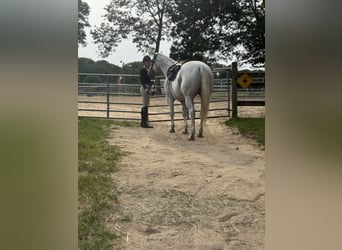 American Quarter Horse, Ruin, 14 Jaar, 160 cm, Schimmel
