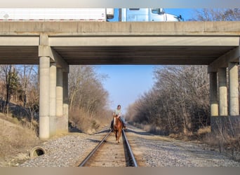 American Quarter Horse, Ruin, 14 Jaar, 163 cm, Roodvos