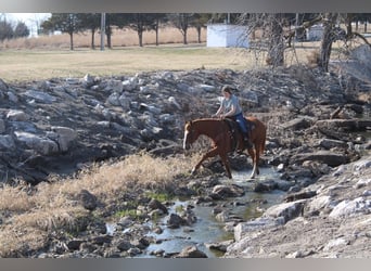 American Quarter Horse, Ruin, 14 Jaar, 163 cm, Roodvos