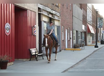 American Quarter Horse, Ruin, 14 Jaar, 163 cm, Roodvos
