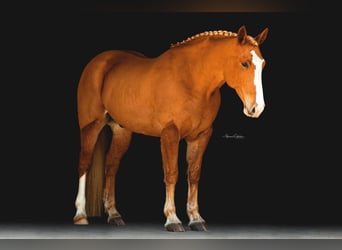 American Quarter Horse, Ruin, 14 Jaar, 168 cm, Donkere-vos