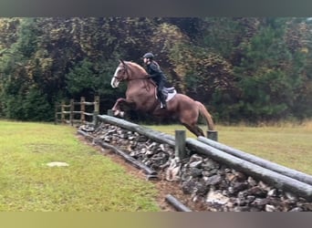 American Quarter Horse, Ruin, 14 Jaar, 168 cm, Donkere-vos