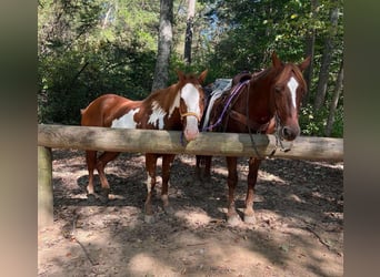 American Quarter Horse, Ruin, 14 Jaar, 168 cm, Donkere-vos